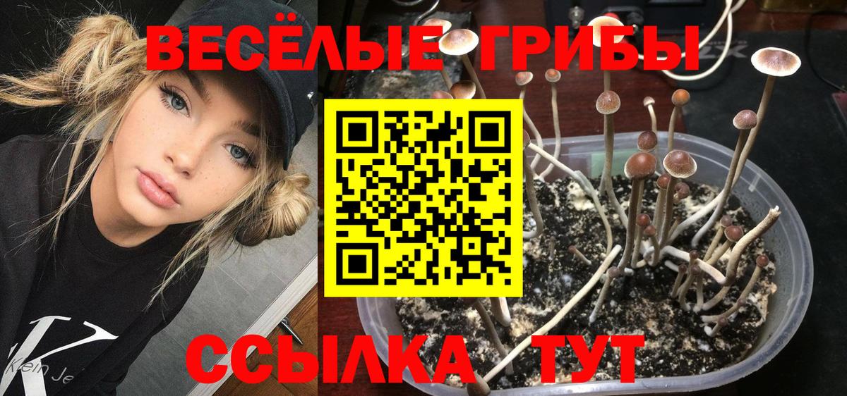 Владимир  Псилоцибиновые грибы Psilocybe  наркошоп  Вход с VPN 