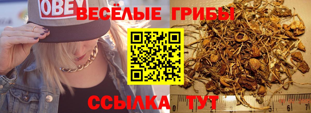 Галлюциногенные грибы Cubensis Владимир